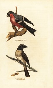 Ciuffolotto eurasiatico, Pyrrhula pyrrhula, e saltimpalo, Saxicola rubetra da Edward Donovan