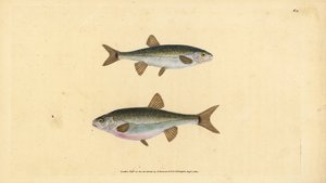 Phoxinus phoxinus (Cyprinus phoxinus). Incisione a mano colorata disegnata e incisa da Edward Donovan dal suo "Natural History of British Fishes", Donovan e F.C. e J. Rivington, Londra da Edward Donovan