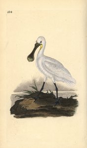 Spatola comune. Incisione a mano colorata a rame disegnata e incisa da Edward Donovan dal suo Natural History of British Birds, Londra da Edward Donovan