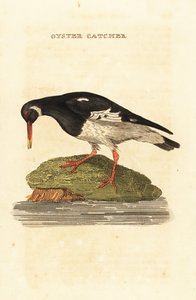 Beccaccia di mare eurasiatica, Haematopus ostralegus da Edward Donovan