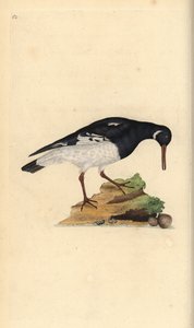 Beccaccia di mare eurasiatica, Haematopus ostralegus da Edward Donovan