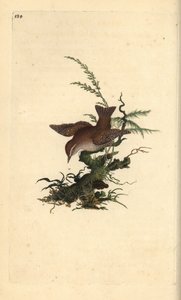 Scricciolo eurasiatico, Troglodytes troglodytes da Edward Donovan