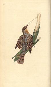 Jynx torquilla. Incisione a mano colorata disegnata e incisa da Edward Donovan dal suo "Natural History of British Birds," Londra