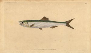 Acciuga europea, Engraulis encrasicolus. Incisione a mano colorata disegnata e incisa da Edward Donovan dal suo Natural History of British Fishes, Donovan e F.C. e J. Rivington, Londra da Edward Donovan