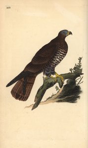 Falco pecchiaiolo, Pernis apivorus. Incisione colorata a mano tratta da Edward Donovan dal suo Natural History of British Birds, Londra da Edward Donovan
