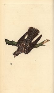 Succiacapre europeo, Caprimulgus europaeus. Incisione colorata a mano tratta da Edward Donovan dal suo Natural History of British Birds, Londra da Edward Donovan