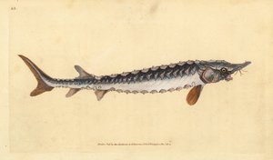 Storione europeo o comune. Criticamente in pericolo. Incisione a mano colorata disegnata e incisa da Edward Donovan dalla sua Storia Naturale dei Pesci Britannici, Donovan e F.C. e J. Rivington, Londra da Edward Donovan