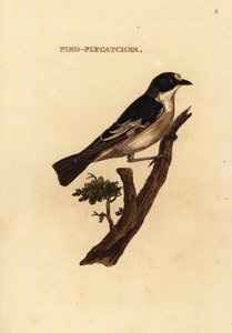 Balia nera, Ficedula hypoleuca da Edward Donovan