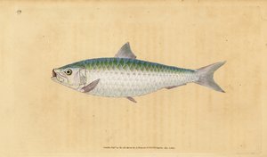 Sardina europea, Sardina pilchardus da Edward Donovan