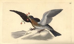 Cesena, Turdus pilaris. Incisione a mano colorata disegnata e incisa da Edward Donovan dalla sua "Storia Naturale degli Uccelli Britannici", Londra da Edward Donovan