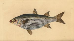 Cefalo testone, Mugil cephalus da Edward Donovan