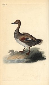 Canapiglia (maschio) da Edward Donovan