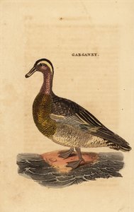 Marzaiola, Spatula querquedula, piccola anatra tuffatrice da Edward Donovan
