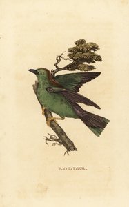 Ghiandaia marina o ghiandaia marina europea, Coracias garrulus da Edward Donovan