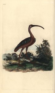 Ibis lucente, Plegadis falcinellus da Edward Donovan