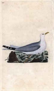 Gabbiano comune. Larus canus