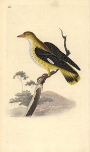 Rigogolo (femmina), Oriolus oriolus da Edward Donovan