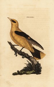 Rigogolo, Oriolus oriolus da Edward Donovan