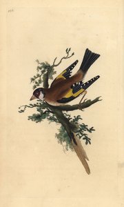 Cardellino, Carduelis carduelis. Incisione colorata a mano tratta da Edward Donovan dal suo Natural History of British Birds, Londra da Edward Donovan