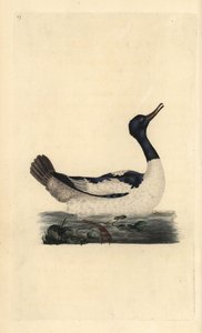 Mergus merganser. Incisione a mano colorata disegnata e incisa da Edward Donovan dal suo "Natural History of British Birds," Londra da Edward Donovan