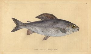 Temolo, Thymallus thymallus. Incisione a mano colorata disegnata e incisa da Edward Donovan dal suo 