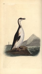 Alca impenne, Pinguinus impennis, cacciata all