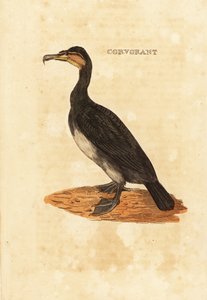 Cormorano comune, Phalacrocorax carbo da Edward Donovan