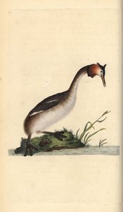 Svasso maggiore, Podiceps cristatus da Edward Donovan