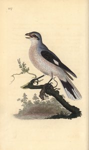 Averla maggiore (femmina), Lanius excubitor. Incisione colorata a mano tratta da Edward Donovan dal suo Natural History of British Birds, Londra