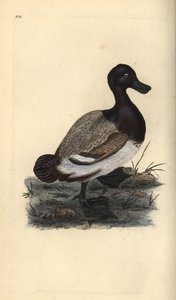 Moretta maggiore, Aythya marila da Edward Donovan