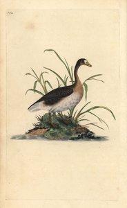 Oca lombardella. Incisione a mano colorata a rame disegnata e incisa da Edward Donovan dal suo Natural History of British Birds, Londra da Edward Donovan