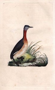 Svasso allegro, Podiceps grisegena da Edward Donovan