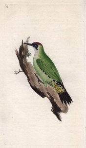 Picchio verde, Picus viridis. Incisione a rame di Edward Donovan, pubblicata in 