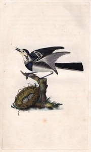 Bergeronnette grigia. Motacilla alba. Incisione su rame di Edward Donovan, pubblicata in Histoire naturelle des oiseaux britanniques, Londra da Edward Donovan