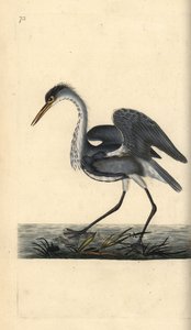 Ardea cinerea. Incisione a mano colorata disegnata e incisa da Edward Donovan dal suo "Natural History of British Birds," Londra da Edward Donovan