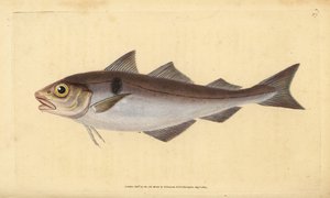Melanogrammus aeglefinus (Gadus aeglefinus). Vulnerabile. Incisione a mano colorata disegnata e incisa da Edward Donovan dal suo "Natural History of British Fishes", Donovan e F.C. e J. Rivington, Londra da Edward Donovan