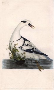 Smergo minore, Mergus albellus. Incisione a rame di Edward Donovan, pubblicata in 