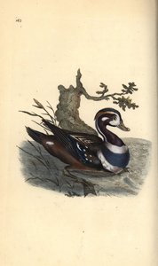 Anatra arlecchino, Histrionicus histrionicus da Edward Donovan