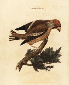 Frosone, Coccothraustes coccothraustes