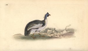 Numida meleagris. Incisione a mano colorata disegnata e incisa da Edward Donovan dal suo "Natural History of British Birds," Londra da Edward Donovan