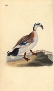 Germano reale, Anas platyrhynchos. Incisione a mano colorata disegnata e incisa da Edward Donovan dalla sua "Storia Naturale degli Uccelli Britannici", Londra da Edward Donovan