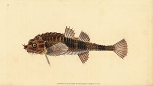 Agonus cataphractus (Cottus cataphractus). Incisione a mano colorata disegnata e incisa da Edward Donovan dal suo Natural History of British Fishes, Donovan e F.C. e J. Rivington, Londra da Edward Donovan