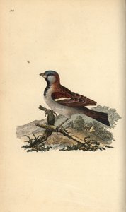 Passero domestico, Pour domesticus