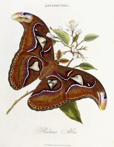 Lepidotteri: Phaloena Atlas, 1798-1799