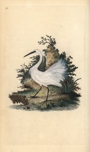 Garzetta. Egretta garzetta. Incisione a mano colorata disegnata e incisa da Edward Donovan dalla sua "Storia Naturale degli Uccelli Britannici", Londra da Edward Donovan
