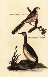 Cincia dalla lunga coda o cincia dalla lunga coda, Aegithalos caudatus, e svasso dal collo rosso, Podiceps grisegena da Edward Donovan