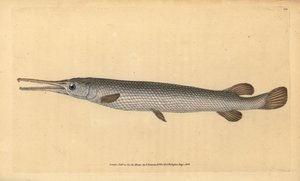 Lepisosteus osseus da Edward Donovan