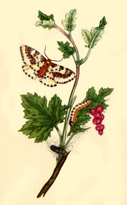 Magpie o Currant Moth: Phalaena grossulariata da Edward Donovan