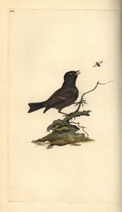 Cincia bigia. Incisione a mano colorata a rame disegnata e incisa da Edward Donovan dal suo Natural History of British Birds, Londra da Edward Donovan