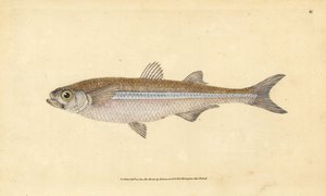 Atherina hepsetus. Incisione a mano colorata disegnata e incisa da Edward Donovan dal suo Natural History of British Fishes, Donovan e F.C. e J. Rivington, Londra da Edward Donovan